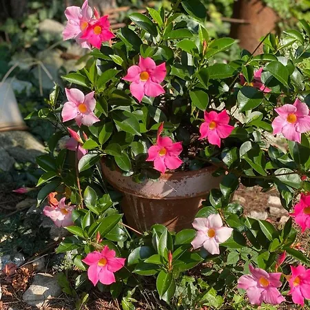 Petrabunt * Филлах